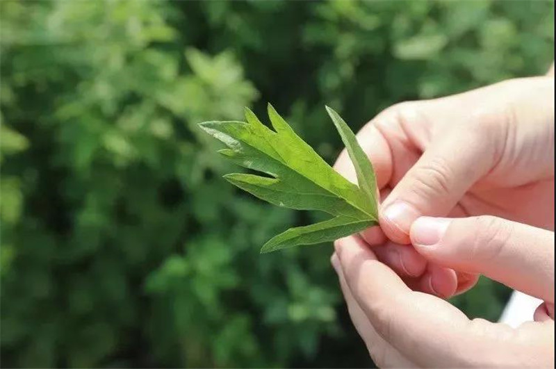 端午节，那些故事，那些诗，那些歌谣